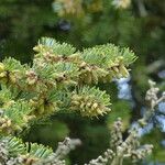 Abies lasiocarpa Foglia