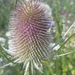 Dipsacus fullonumFlower