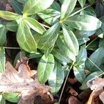 Vinca herbacea برگ