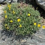 Helianthemum nummularium Хабит