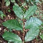 Coffea mannii List