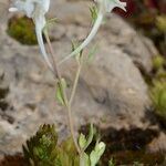 Linaria reflexa عادت