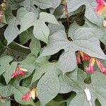 Mina lobata Leaf