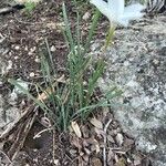 Zephyranthes drummondii Hábito