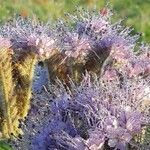 Phacelia tanacetifoliaFlower