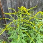 Solidago juncea Květ