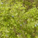 Salvia ballotiflora Habit