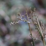 Juncus maritimus 花