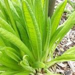 Primula vialii Blad