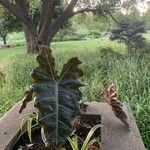 Alocasia longiloba Blatt