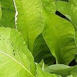 Inula helenium Blad