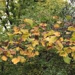 Crataegus mollis Leaf