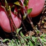 Draba dubia Corteza