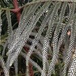 Araucaria laubenfelsii Φύλλο