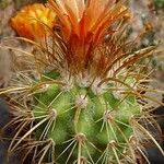 Parodia maassii Habitus