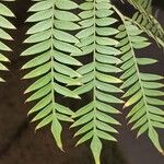 Jacaranda cuspidifolia Hoja