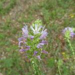 Coris monspeliensis Flor