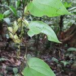 Dioscorea spiculiflora Leaf