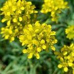 Sisymbrium austriacum Flor