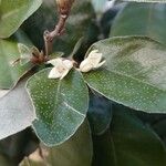 Elaeagnus × submacrophylla फूल