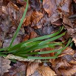 Carex pilosa Frunză