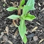 Lomelosia caucasica Leaf