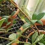 Peperomia argyreia Folha