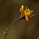 Wissadula amplissima Flower