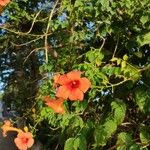 Campsis radicansFlower