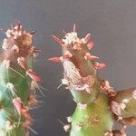 Tephrocactus verschaffeltii Muu