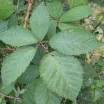 Rubus geniculatus Folha