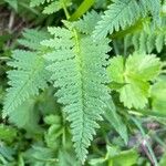 Pedicularis recutita Folla