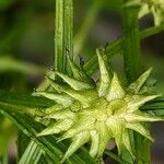 Carex grayi Fruit