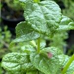 Lepechinia hastata Hoja