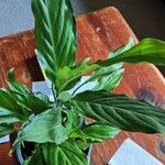 Spathiphyllum floribundum Folha