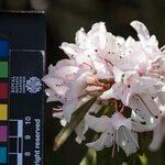 Rhododendron siderophyllum 花