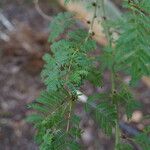 Vachellia xanthophloea Folha