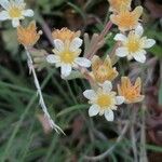 Saxifraga exarata 花