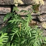 Tanacetum macrophyllum Leaf