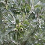 Pyrus elaeagrifolia Fruit