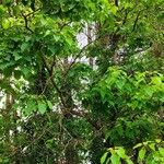 Catalpa bungei Azala