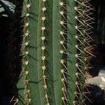 Coleocephalocereus pluricostatus Hábito