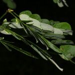 Zapoteca formosa Blad