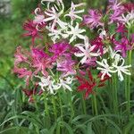 Nerine undulata Flower