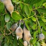 Sophora secundiflora Плод