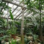 Adansonia za Rinde