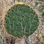 Opuntia phaeacantha পাতা