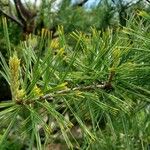 Pinus cembra برگ