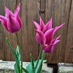 Tulipa didieri 花