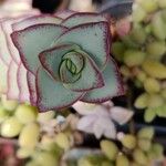 Crassula perforata Folha